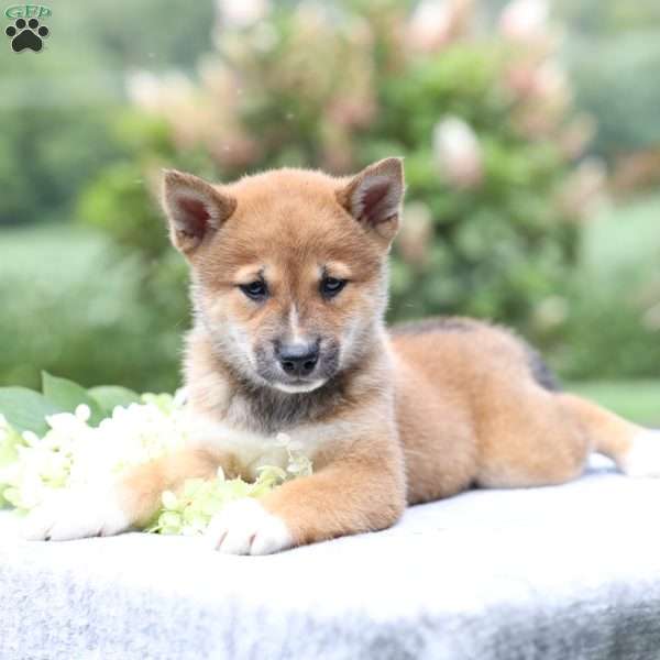 Brooke, Shiba Inu Puppy